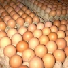 Fresh Chicken Table Eggs