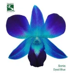 Fresh Dendrobium Sonia Dyed Blue  Orchid Cut Flower From Thailand