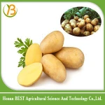 Fresh diamond potato buyers/new potato importer in malaysia price