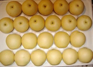 Fresh golden pear 2019 crop