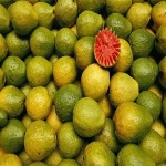 FRESH GUAVA FOR SALE