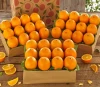 Fresh Navel Orange Newly Launched 5-8cm Guaranteed Quality Fresh Navel Fruit