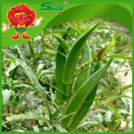 FRESH OKRA ON SALE