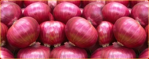 Fresh Onion - High quality and best price