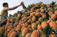 Fresh Pineapples Ready For Export