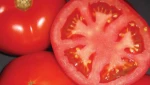 Fresh red tomatoes