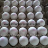 Fresh White Eggs Suppliers from India