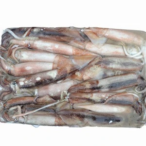 frozen fresh W-R squid, frozen squid whole