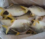 Frozen Golden Pomfret Fish WR