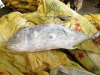 frozen trevally fish whole seafood