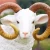 Import garden decoration animatronic life size fiberglass sheep from China