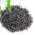 Import Gmp Factory Supply 100% Nature Bubble Tea Ingredient Bagged Fresh Assam Black Tea from China
