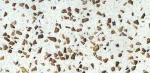 Golden Sparkles Artificial Quartz Slab for Factory Price Calacatta Sparkle Quartz Countertop Modern Kitchen Counter Top G90 PH