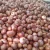 Import Grade1 Onion Fresh Onion Wholesale Price from India