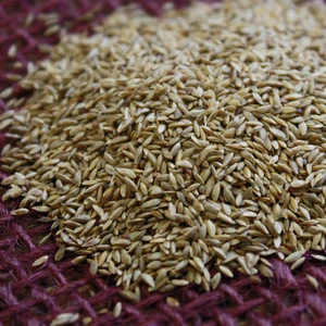 Grass Seed 100% Pure/ alfalfa seeds/forage grass seeds
