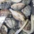 Import Great Taste Good Quality Short Necked Clam With Shell from China