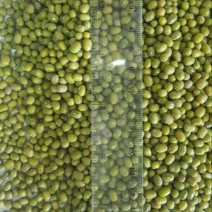 Green Mung Bean in Vigna Beans