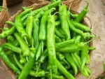 Harvest organic newest red chili condiments pepper for buyer good price
