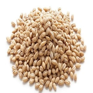 High Quality Barley for Sale