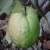 Import High Quality Fresh Guava USA from China