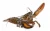 Import High quality live Lobster for sale / frozen Lobster from France