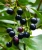 Import High Quality Natural Camphor cosmetic grade Natural Natural Camphor of bulk price from China