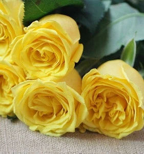 hot export fresh cut flowers roses yellow rose online shop china rose flower wholesale fresh cut flowers