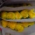Import hot export fresh cut flowers roses yellow rose online shop china rose flower wholesale fresh cut flowers from China