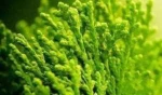 Hot-selling chondrus crispus/chondrus crispus extract /chondrus crispus (carrageenan) powder extract in skin care