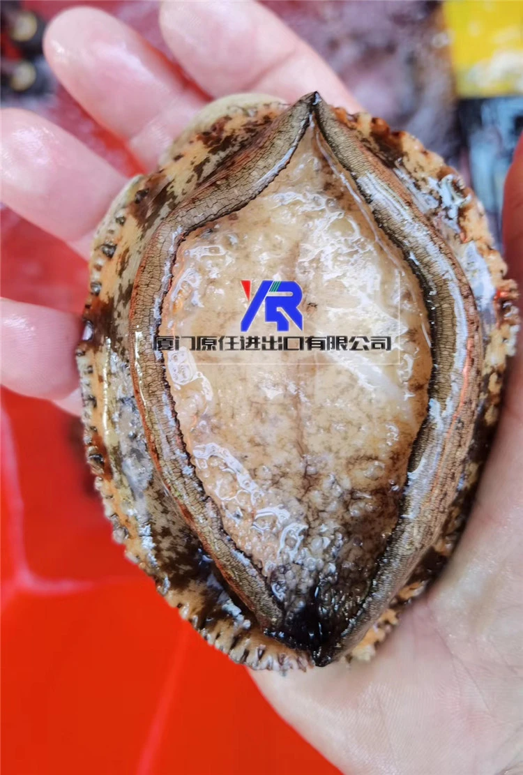Hot-Selling Nutritious Fresh Live Shellfish Dried Abalone For Sale