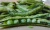 Import Hot VF dried green bean chips fried green beans crisp most popular healthy snack from China