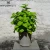 Import House decor small green leaves artificial potted plant from China