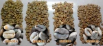 Java Origanic Arabica Green Coffee Beans