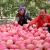 Import Jingning  fersh apple from Japan