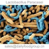 Lactobacillus Paracasei of Probiotics Used as Starter Culture and Auxiliary Starter for Dairy Product, Health Food, Beverage etc