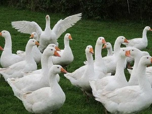 live goose / cheap goose live