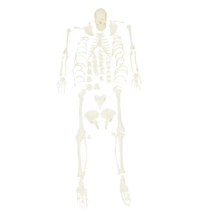 Medical Skeleton Model Life Size Disarticulated Human Skeleton Model