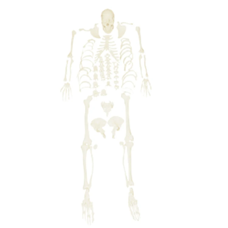 Medical Skeleton Model Life Size Disarticulated Human Skeleton Model