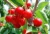 Import Natural dried red fresh sour cherries , maraschino cherries from China