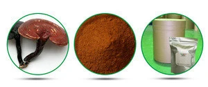 Natural Ganoderma lucidum extract,HACCP KOSHER reishi extract powder,10% polysaccharides duanwood reishi mushroom extract powder