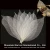 Import Natural Magnolia Skeleton Leaf Leaves Card Scrapbook Craft from China