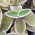 Import natural plant cactus mint plant with fruity fragrance wholesale live plants rare from China