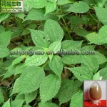 New Arrival Hot Sales sitosterol & organosilicone nettle extract for nettle leaf tea