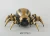 Import NEW  children plastic rc insect Mechanical spider toy remote control spider from China