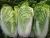 Import New Crop High Quality Big Size 25cm Length Fresh Celeri Organic Chinese Cabbage From Vietnam from Vietnam