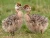 Import ostrich chicks and the fresh fertile ostrich eggs for sale from Philippines