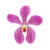 Import Pink Fresh Cut Mokara Orchid High Quality Flower from Thailand