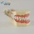 Import Popular Tooth Jaw Model in Medical Science from China