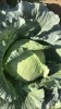 Premium Best Quality Big Size Organic Fresh Round Cabbage Cheap Price From Vietnam
