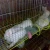 Import rabbit farming cage, rabbit breeding cages, commercial rabbit cages from China